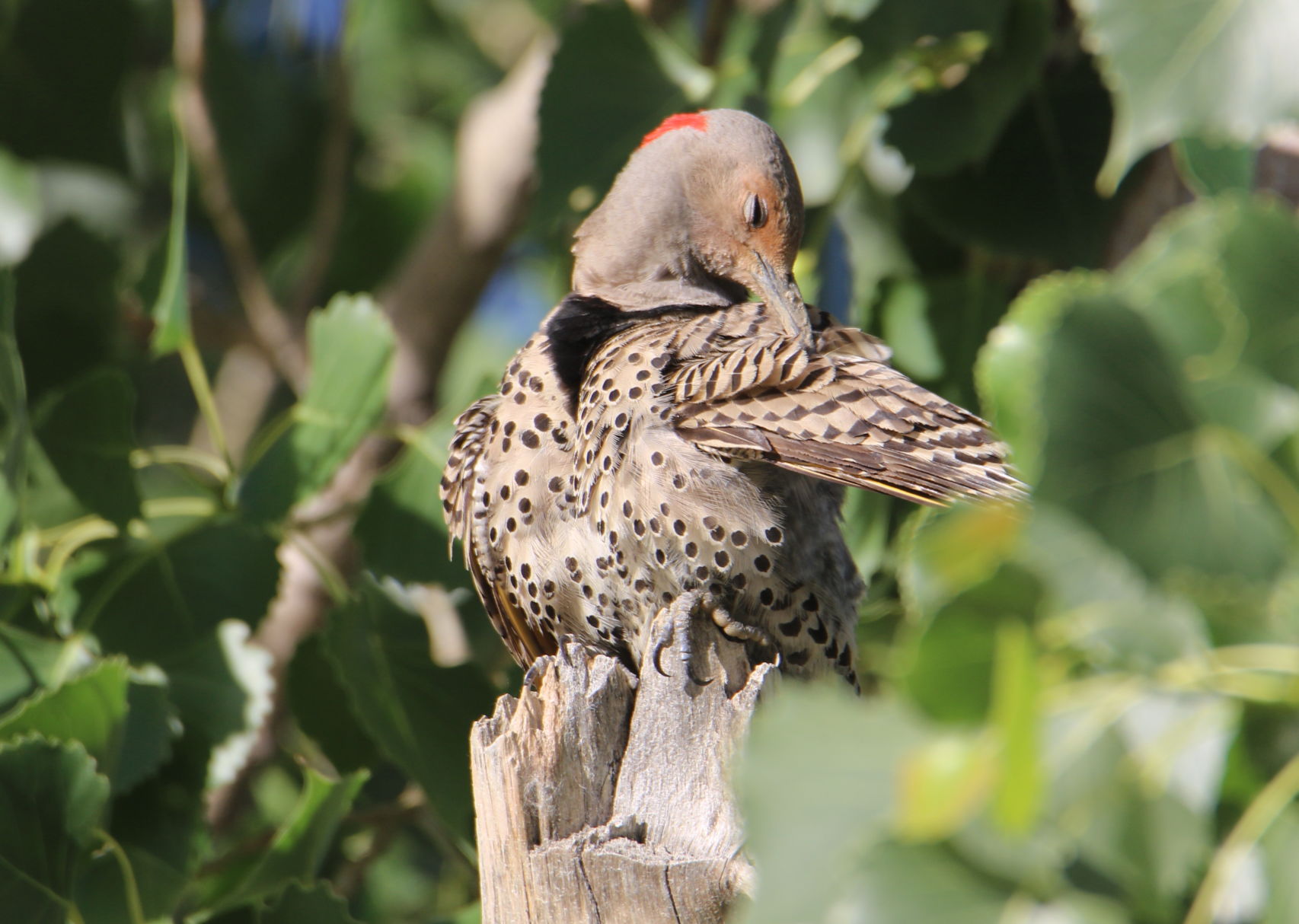 Pruning